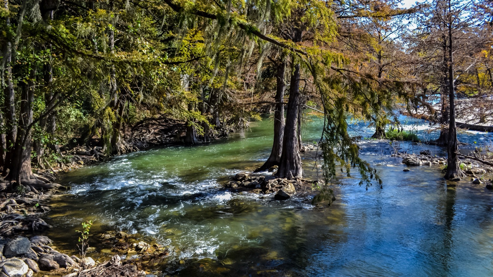 Cypress trees lining a clear green river near San Antonio