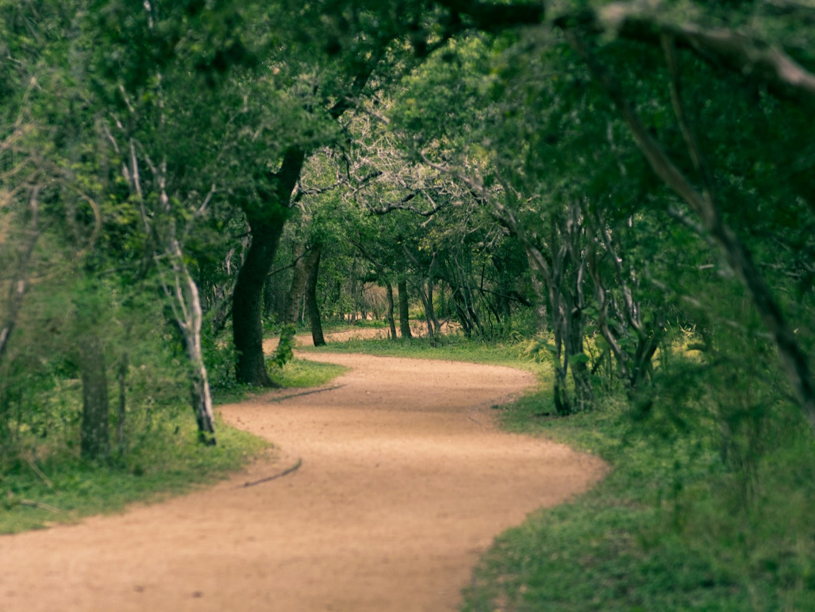 Tree-lined greenbelt trail in dappled light